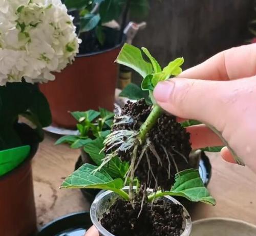 多久能移栽扦插植物成活率高？有哪些关键因素？