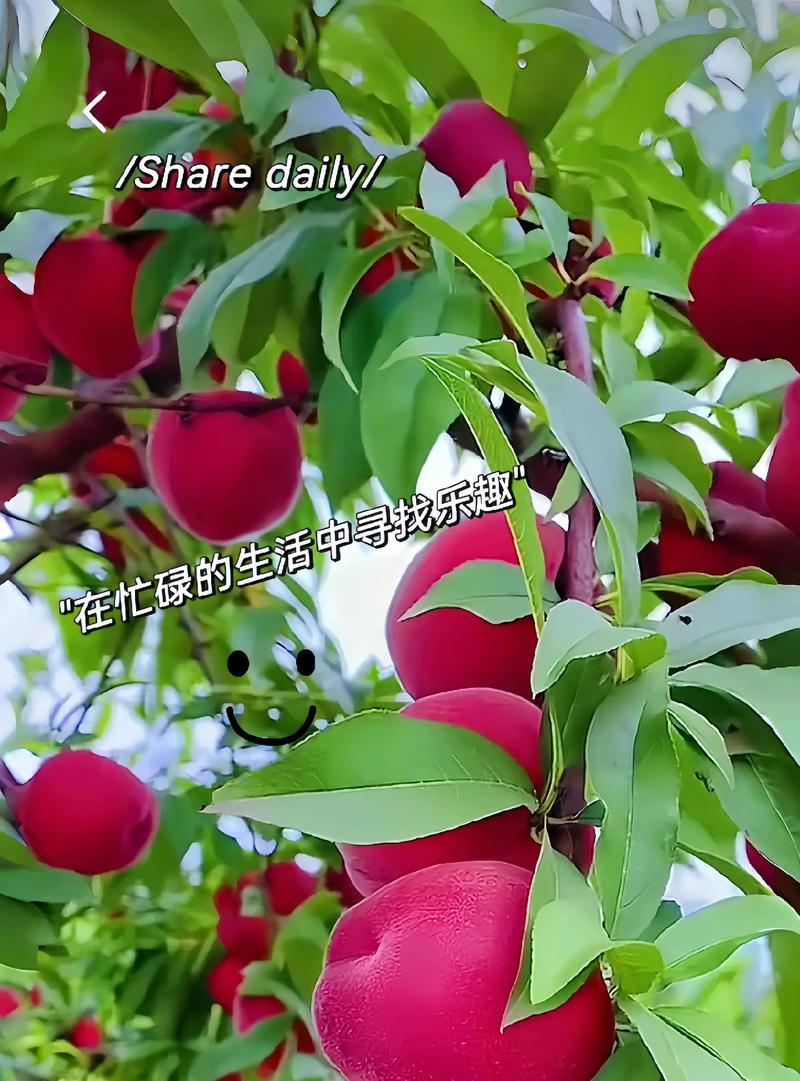 带叶子桃树苗的种植步骤是什么？