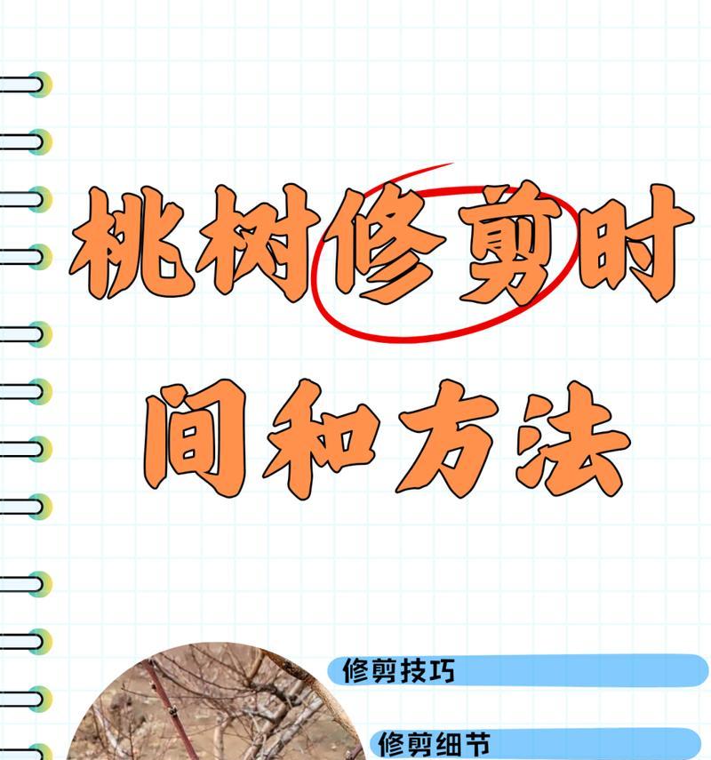 带叶子桃树苗的种植步骤是什么？