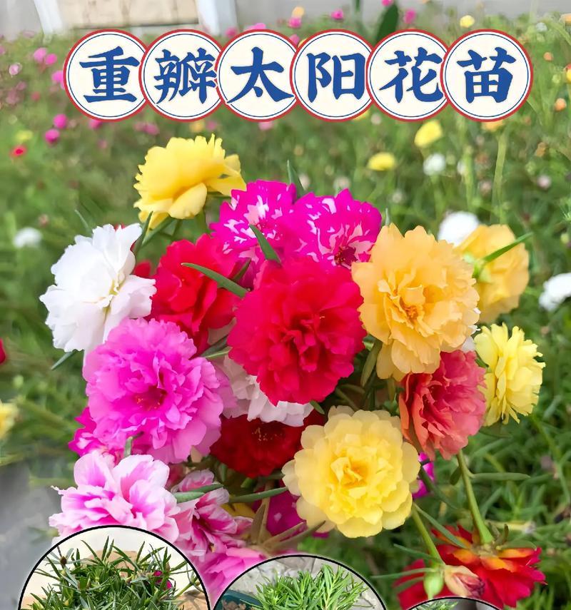 太阳花的花语有何深意？