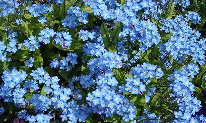 蓝色泡芙花语有何独特之处？它代表了哪种情感？