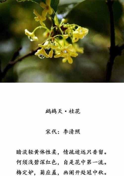 桂花手镯的花语和寓意是什么？桂花手镯象征了什么？