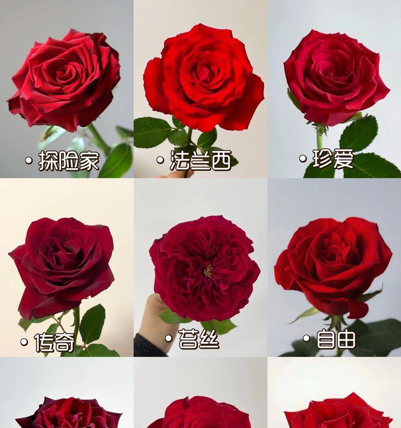 送玫瑰花数量不同代表什么意义？