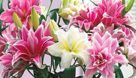 什么花的花语代表永远守护？