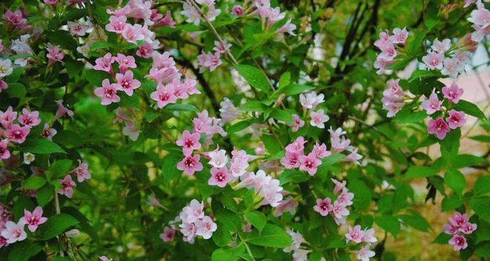 关于前程的花语是什么？哪种花象征着美好的未来？