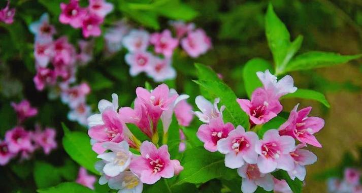 关于前程的花语是什么？哪种花象征着美好的未来？