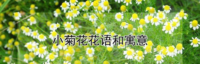 多头菊的花语有哪些含义？