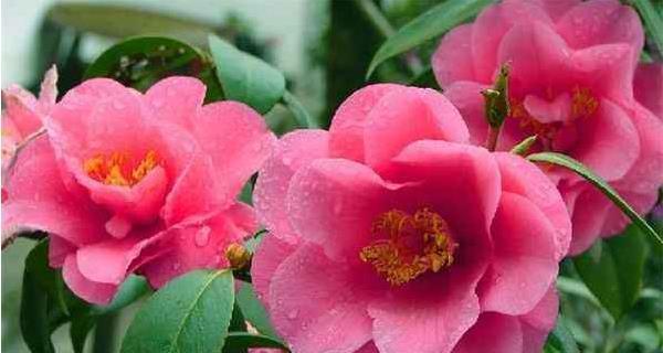 金茶花的花语有何特别之处？它的寓意是什么？