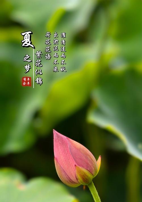 荷花除了美丽还有哪些花语和功效？