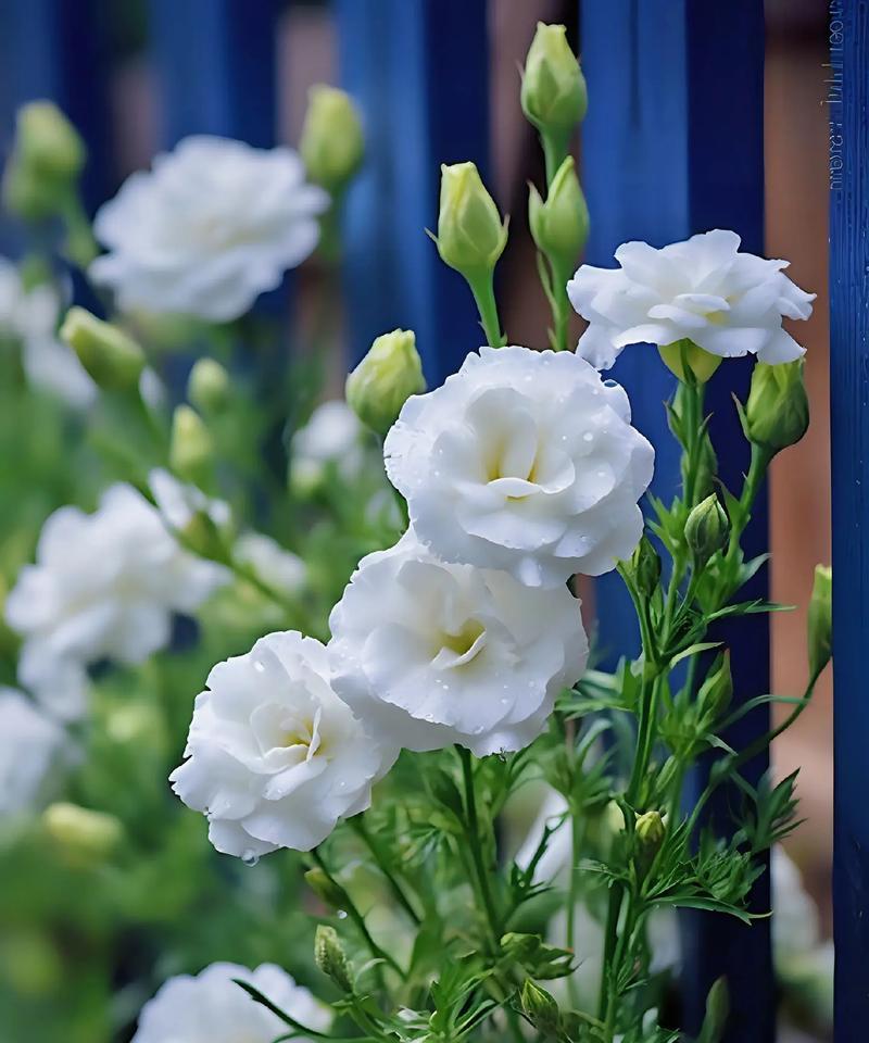 32朵玫瑰传递了什么信息？花语背后的含义是什么？