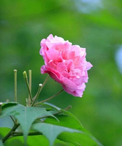 五瓣芙蓉的花语有何特殊含义？