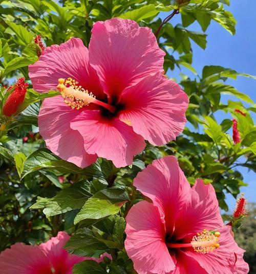 五瓣芙蓉的花语有何特殊含义？