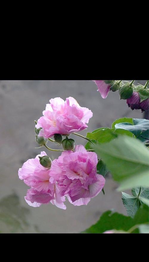 五瓣芙蓉的花语有何特殊含义？