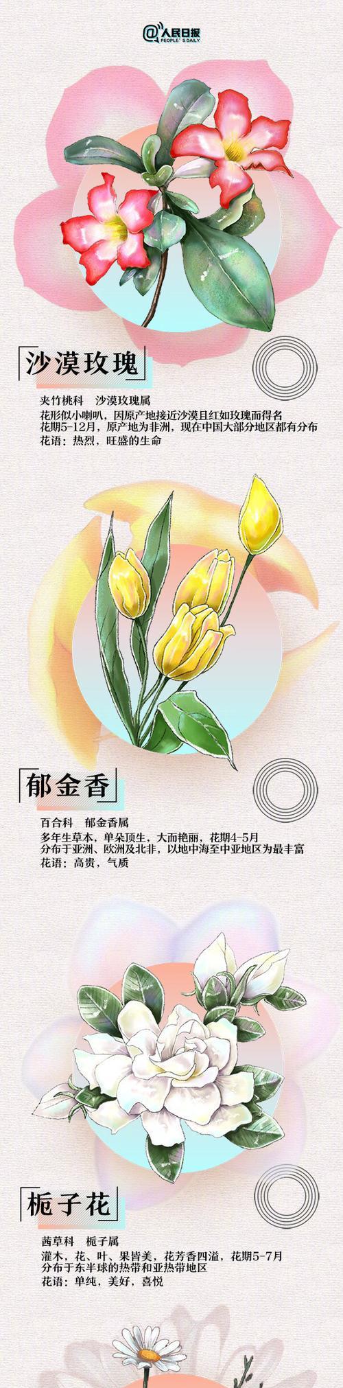 每种花的花语都有哪些不同？