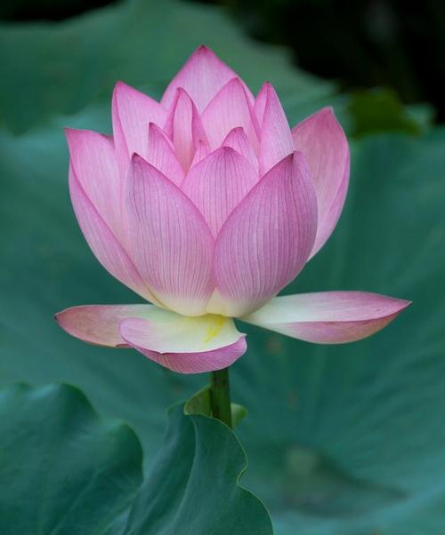 荷花不同颜色的花语有哪些？它们各自代表什么？