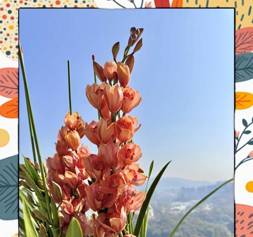 蕙兰花的花语寓意是什么？它传递了怎样的信息？