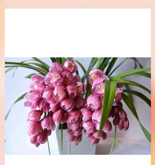 蕙兰花的花语寓意是什么？它传递了怎样的信息？