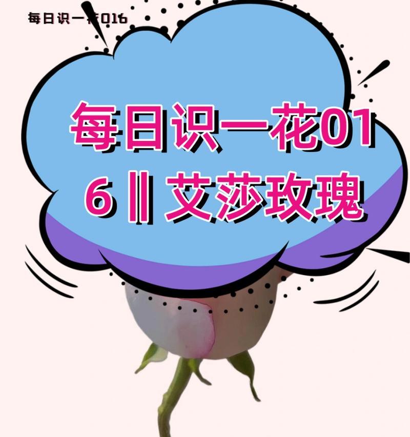 艾莎玫瑰代表什么花语和寓意？这种玫瑰在花语中有什么特别含义？