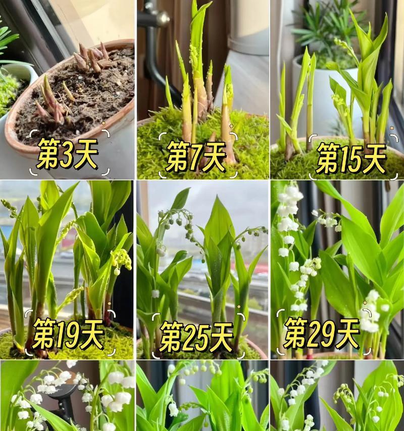 郁金香与铃兰组合的花语是什么？它有何寓意？