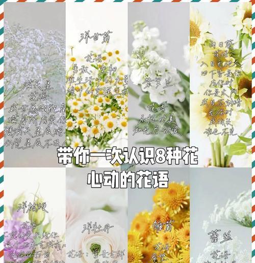 好美好艳的花语通常象征着什么？