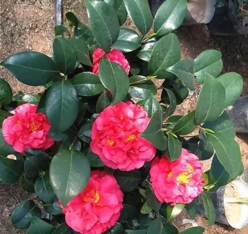 茶觅花的花语是什么？它象征着什么？