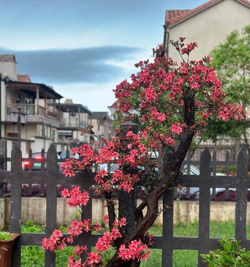 茶觅花的花语是什么？它象征着什么？