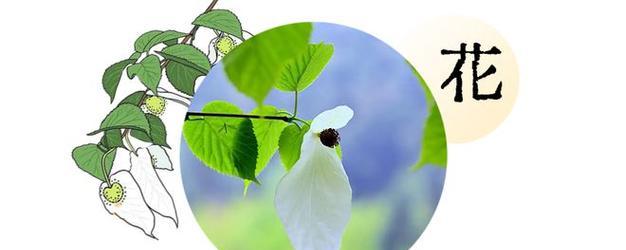 茶觅花的花语是什么？它象征着什么？