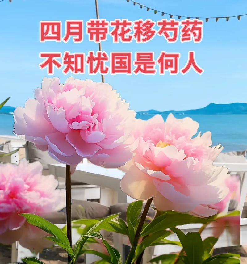 芍药的花语代表什么？