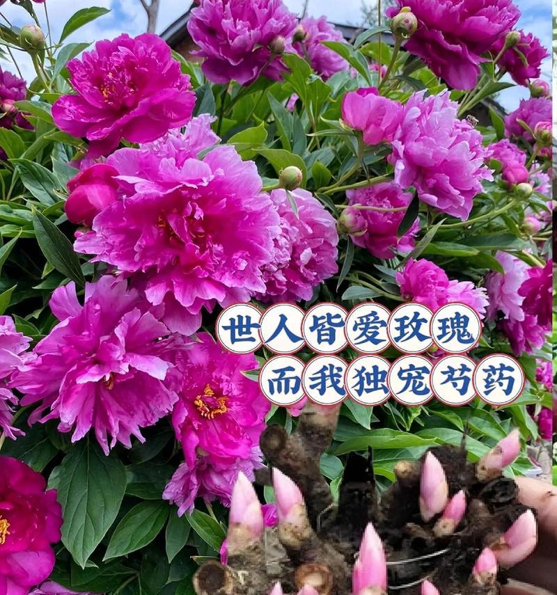 芍药的花语代表什么？