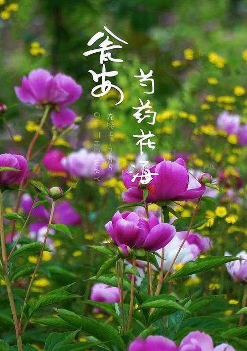 芍药的花语代表什么？