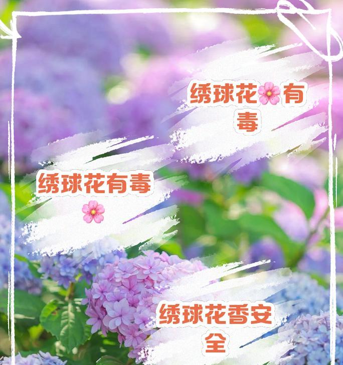 绣球花送给老师有何寓意？花语是什么？