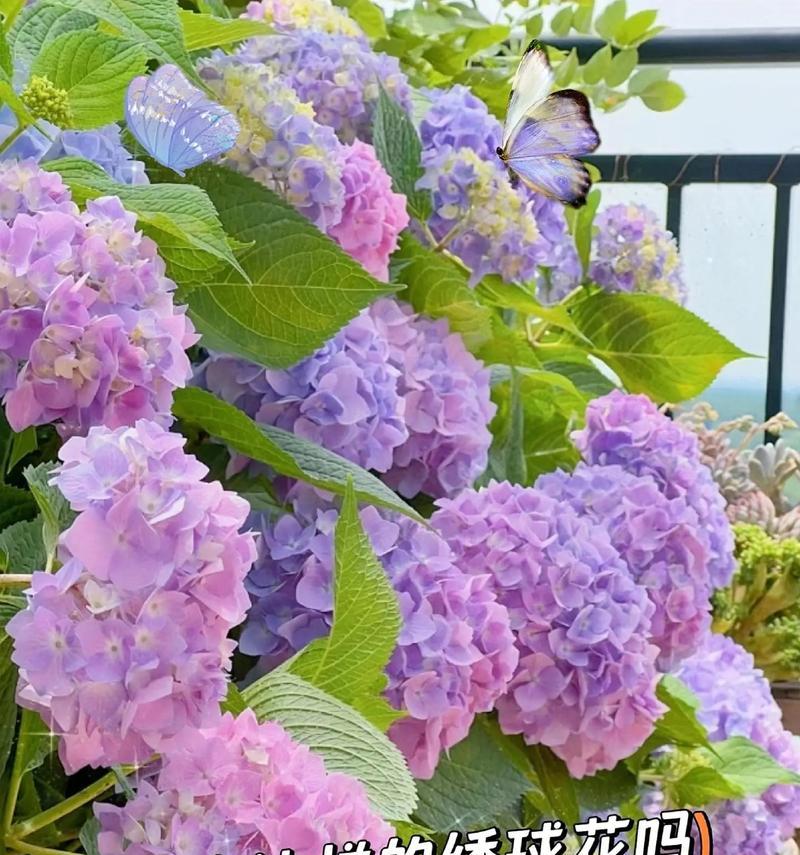 绣球花送给老师有何寓意？花语是什么？
