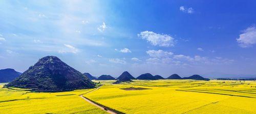 万峰林油菜花的花语是什么意思？它传递了什么情感？