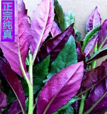 紫生菜的花语代表什么含义？