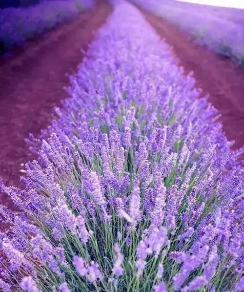 紫色相关花语是什么花呢？紫色花语代表了什么？