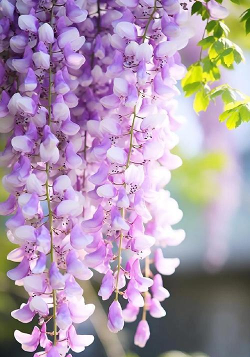 紫色相关花语是什么花呢？紫色花语代表了什么？