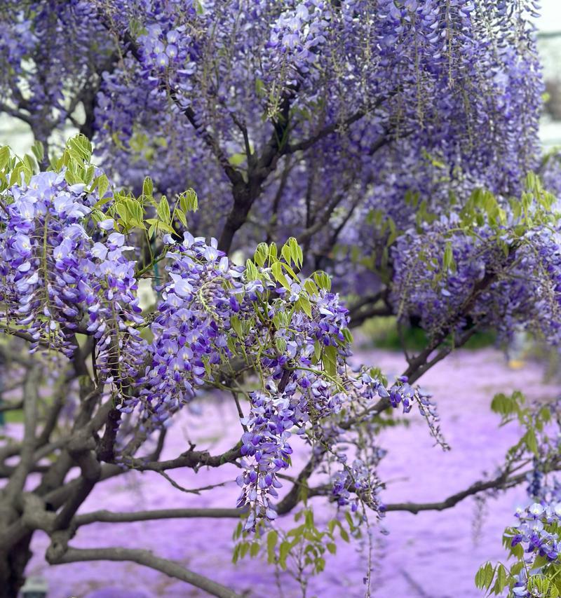 紫色相关花语是什么花呢？紫色花语代表了什么？
