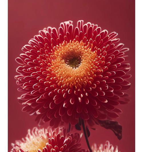 小枝菊花的花语有何含义？