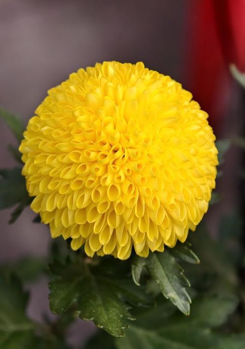 小枝菊花的花语有何含义？