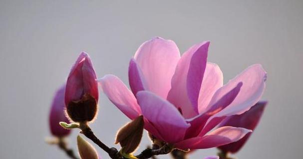 粉色玉兰花的花语代表了什么情感？