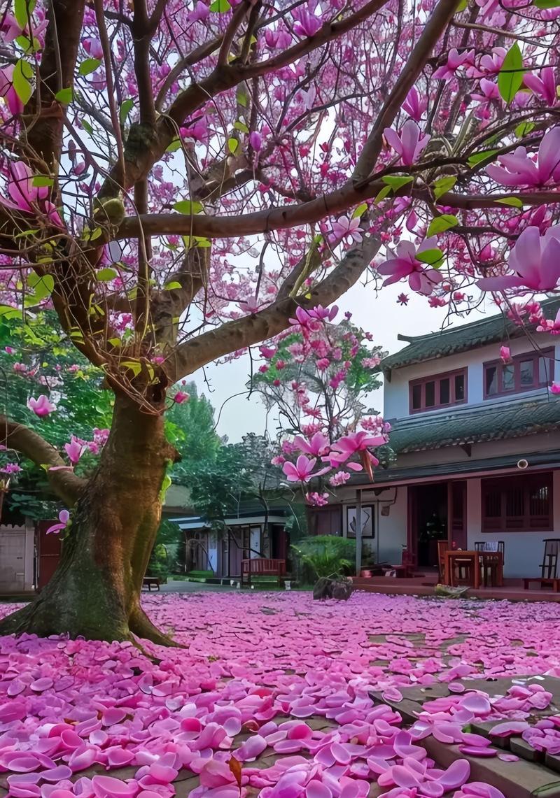 粉色玉兰花的花语代表了什么情感？