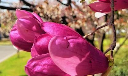 粉色玉兰花的花语代表了什么情感？