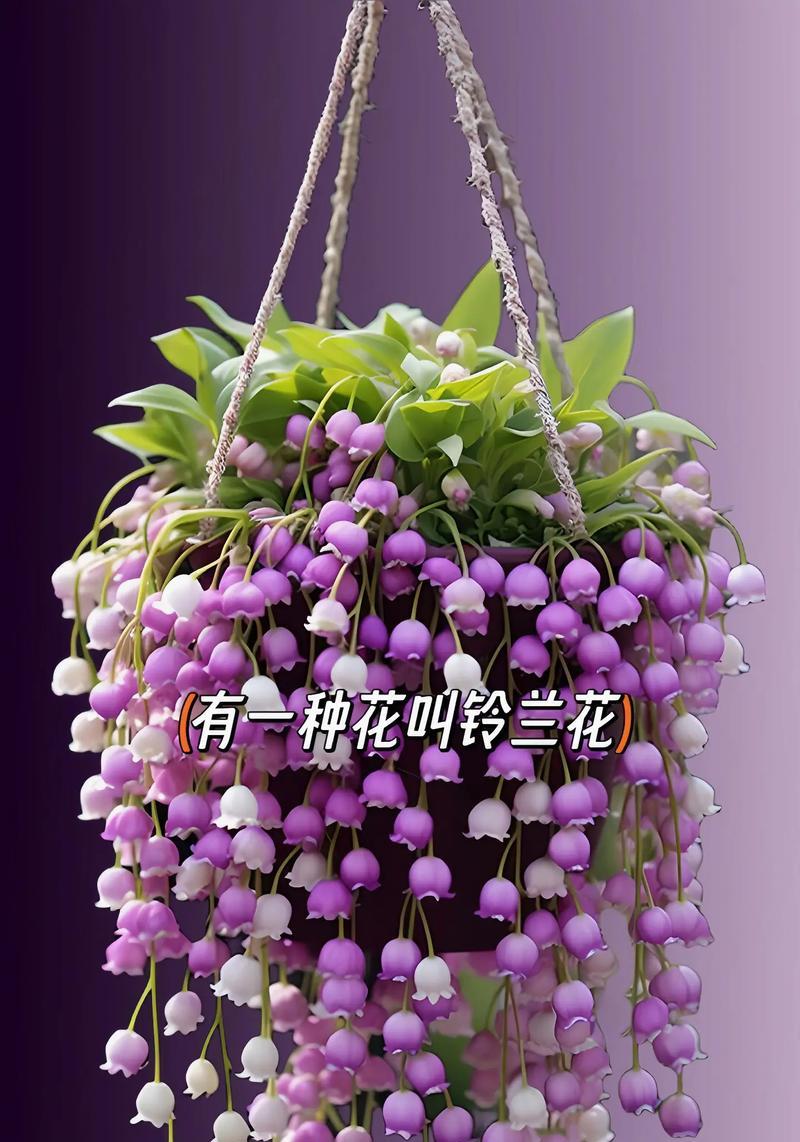这朵花的花语是什么？谁能解释它的含义？