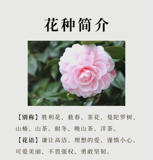 哪些鲜花的花语无法代表浪漫？
