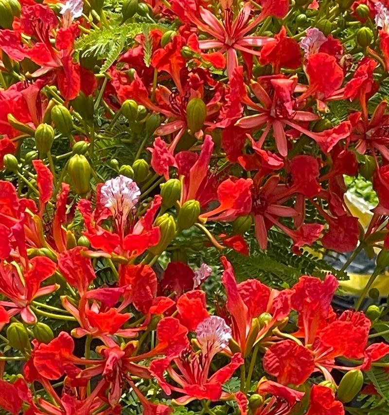 哪些鲜花的花语无法代表浪漫？