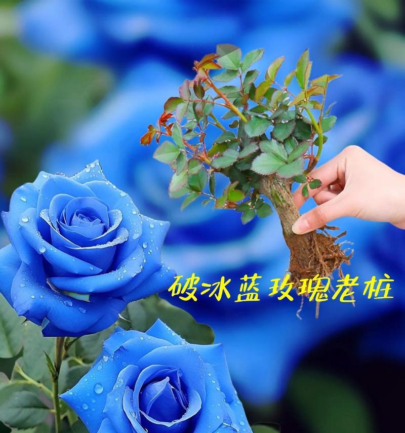 兰色妖姬花的花语代表什么？