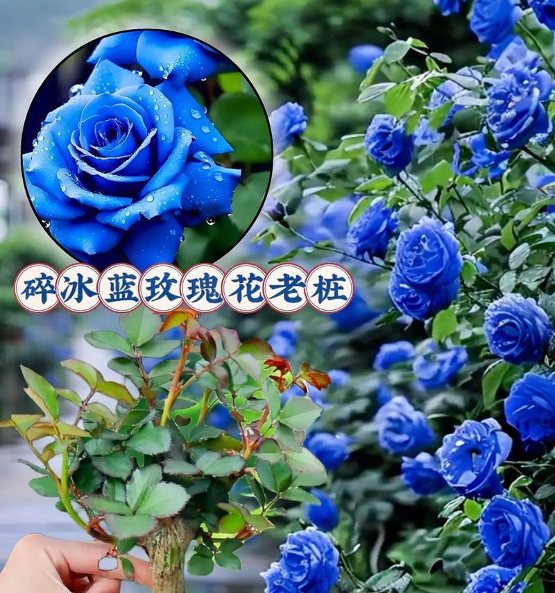 兰色妖姬花的花语代表什么？