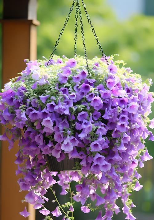 哪种花的花语最浪漫？它代表了什么？