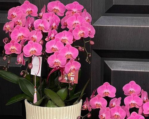 蝴蝶兰红苹果的花语含义是什么？