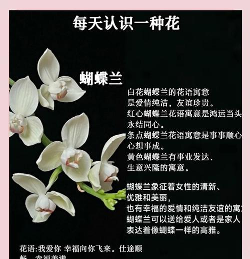 蝴蝶兰红苹果的花语含义是什么？